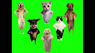 Animals dancing to Chinese song GREEN SCREEN [upl. by Aikemet]