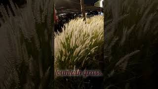 Pennisetum setaceumfountain grassshortvideo [upl. by Arnon]