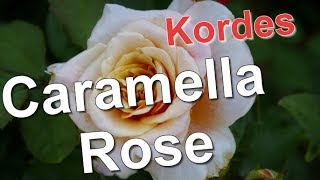 Caramella Rose Kordes [upl. by Ocsinarf]