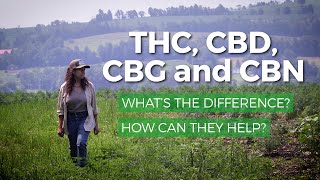 Marijuana THC vs CBD CBG CBN What’s the difference What are health benefits of each [upl. by Assiluj927]