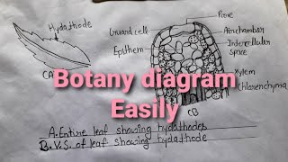 How to draw AEntire leaf Showing hydathodes BVSof leaf showing hydathodebotany diagram easily [upl. by Ojadnama]