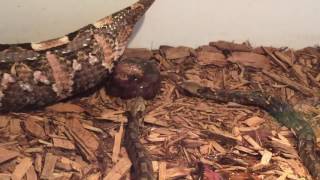 Live Viper Birth [upl. by Three109]