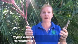 How to Prune your Cordyline rubra [upl. by Mayor]