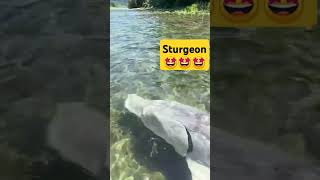 beluga sturgeon🤩🤩🤩beats music shorts song fishing dance fishing funny beats [upl. by Zorah657]