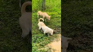 Dogs smelling fish in water [upl. by Selokcin747]