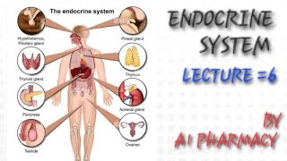 Endocrine systemLECTURE 6 [upl. by Llertnov]