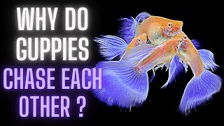 Guppy Fish Care  Why Do Guppies Chase Each Other [upl. by Anert]