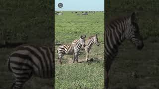 Listra protetora das zebras savana maasaimara serengeti [upl. by Krefetz426]