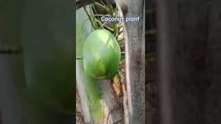 How to grow coconut plant cocnut coconut plants agriculture cocomelon [upl. by Rausch]