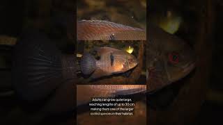 The Rio Negro Chocolate Cichlid Hypselecara Coryphaenoides [upl. by Egdirdle]