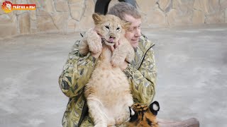 Два льва в окружении тигров  кому страшно а кому весело 😎 Тайган Lions life in Taigan [upl. by Tremann]