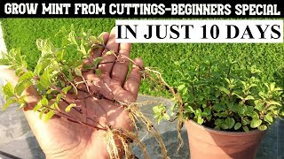 How To Grow Mint At HomeBEGINNERS SPECIAL [upl. by Cohlier360]