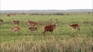 20111015 Bronst in de Oostvaardersplassenwmv [upl. by Yesnik]