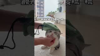 便宜又好用的梳毛手套，地毯沙发猫窝都好用，真是好家伙 萌宠 [upl. by Niall]