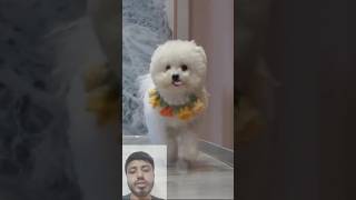 Cute Dog shorts ytshorts funny trending [upl. by Katonah]