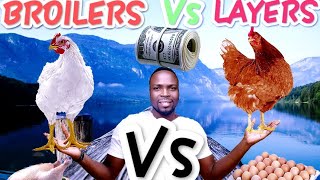 Broilers Vs Layers Which is most profitable with less losses🥚🍗 chicken poultry broiler layers [upl. by Nov]