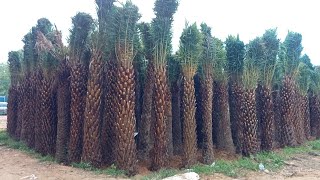 all height date palm availabledatepalm plant nursery gajraulanursery plantbusiness [upl. by Kamerman942]