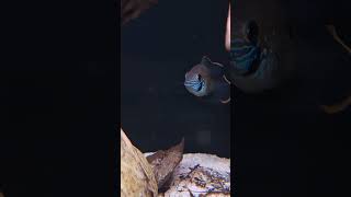 rivulatus eggs fishtank cichlid foryou [upl. by Mutua]