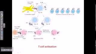 T cell activation [upl. by Asek579]