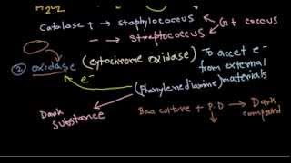 Catalase and oxidase tests [upl. by Wexler]