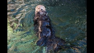 Rescued Sea Otter Pup Hardy Meets Tanu [upl. by Disario]