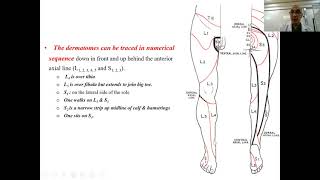 Dermatomes amp myotomes of lower limb [upl. by Shanney]