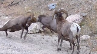 Big Horn Sheep Butting Heads in Colorado  Rams Butting Heads [upl. by Kunin]