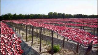 Nel cuore del Pomodoro La produzione dei pomodorini essiccati sottolio Pugliese [upl. by Niac]