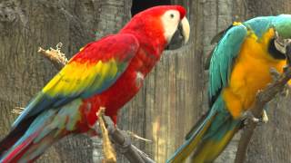 Zoo View Macaws  Cincinnati Zoo [upl. by Vezza]