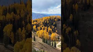 Fall foliage views from Aspen Gondola fall fallfoliage aspen travel explore nature autumn [upl. by Consuelo367]