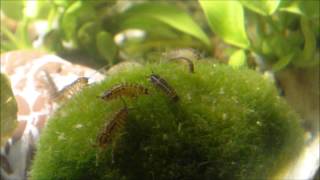 Asellus aquaticus waterlouse aquatic sowbug on a Moss Ball  Wasserasseln auf einer Mooskugel [upl. by Alphonso]