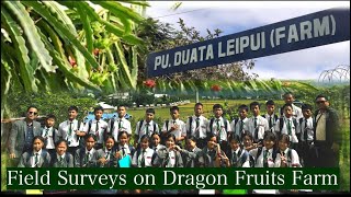 DRAGON FRUITS FIELD SURVEY  PuDuata Leipui Farm   GLS ClIX Students [upl. by Ylrebnik]