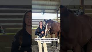 A Case for Thorpedo Anna thoroughbredracing thoroughbreds podcast sportsnews ThorpedoAnna [upl. by Edina581]