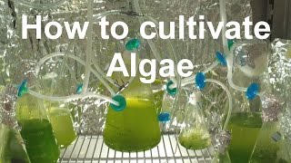 How to Grow Algae with high yield [upl. by Ardnuasac389]