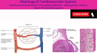 Arteriovenous Anastomosis Precapillary Sphincter Thoroughfare channel Heart amp conducting system [upl. by Animaj602]