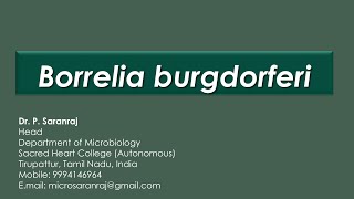 Borrelia burgdorferi [upl. by Ahsaek]