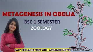 METAGENESIS IN OBELIA BSC ZOOLOGY1SEMESTER EAST EXPLAINATION AND ARRANGED NOTES BIOLOGYWITHJAGRITI [upl. by Lyrem44]