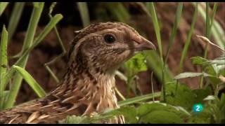 Grandes DocumentalesAlemania salvaje 2 Bosques [upl. by Ataeb]