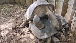 Accelerated giant tortoise mating 🐢💚 [upl. by Stimson]