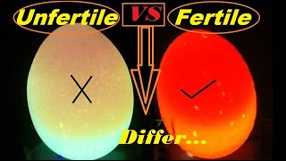 How to check if an egg is Fertile or Infertile  Candle Light Test For Fertile And infertile Eggs [upl. by Silas]