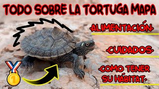 Cuidados de la TORTUGA MAPA Y TODO LO QUE NECESITAS SABER Graptemys sp [upl. by Lafleur]