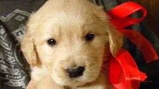 Christmas Puppy Surprise Compilation NEW [upl. by Dianna]