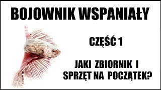 Bojownik Wspaniały  cz 1  Jakie wybrać akwarium i sprzęt [upl. by Atiuqahs]