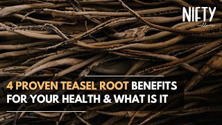 4 Proven Teasel Root Benefits Revealed amp What Is It Rejuvenate Your Health  Nifty Wellness [upl. by Vonni632]