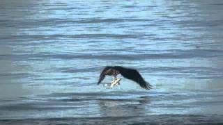 An Osprey Hunting [upl. by Fritts50]