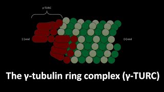 Gamma tubulin ring complex or gamma TURC [upl. by Enelyam]