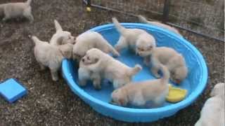 5 week old golden retriever puppies really mad when someone doesnt fill their pool [upl. by Naman]