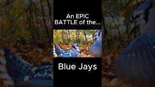 Blue Jays Fighting birds cattv shorts [upl. by Leissam536]