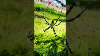 Araignée 🕷 agriculteur elevage nature investirenafrique agriculturebiologique france music [upl. by Naujit993]