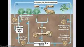 Ecology  Biogeochemical Cycles [upl. by Dann696]